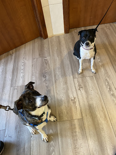 Vca Gentle Vets Animal Hospital